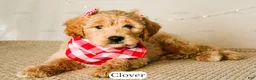 Goldendoodle dogs for sale: Honey - Ad 20