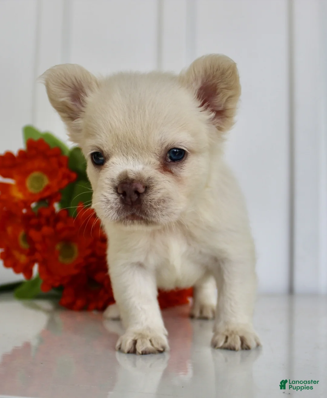 French Bulldog dogs for sale: Zoey - Ad 2