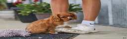 Cavalier King Charles Spaniel dogs for sale: Chase - Ad 4