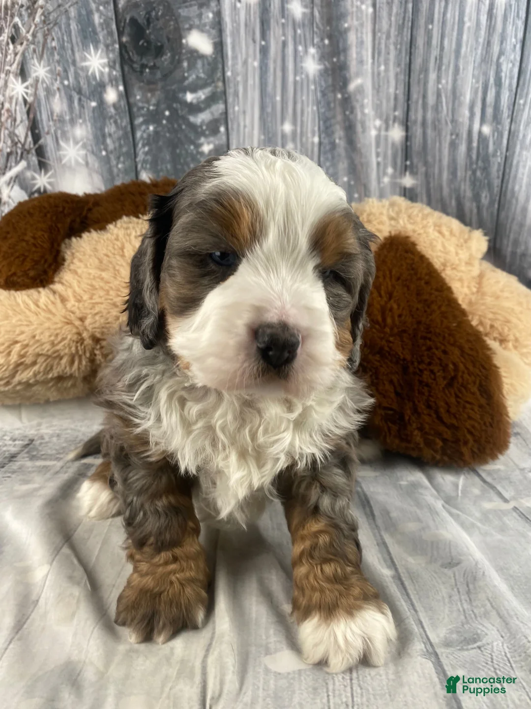 Mixed Breed dogs for sale: Reggie - Ad 10