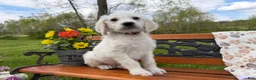 Labradoodle dogs for sale: Cedar (Boy) - Ad 5