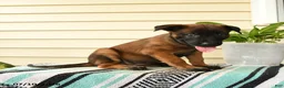 Belgian Malinois dogs for sale: Imani - Ad 2