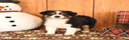 Miniature Australian Shepherd dogs for sale: Jasmine - Ad 1