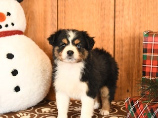 Miniature Australian Shepherd dogs Jasmine - Ad 6