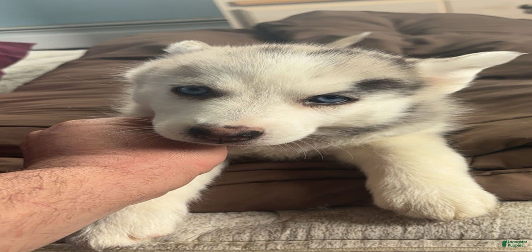 Gallery Image {{count}}