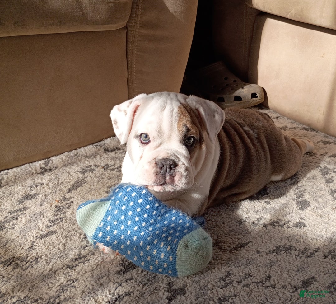 Mixed Breed dogs for sale: Sky - Ad 6