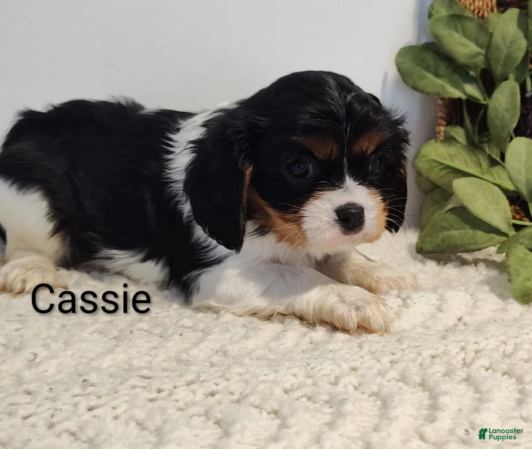 Cavalier King Charles Spaniel dogs for sale: Cassie  - Ad 1