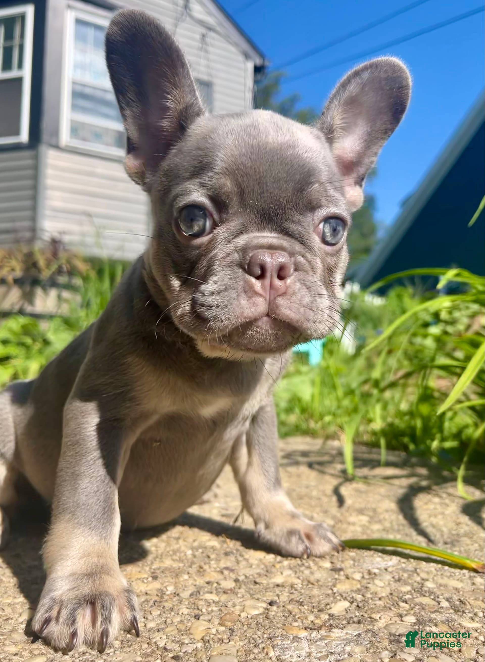 Puppies Blue Chocolate French Bulldog Chocolate French Bulldog For