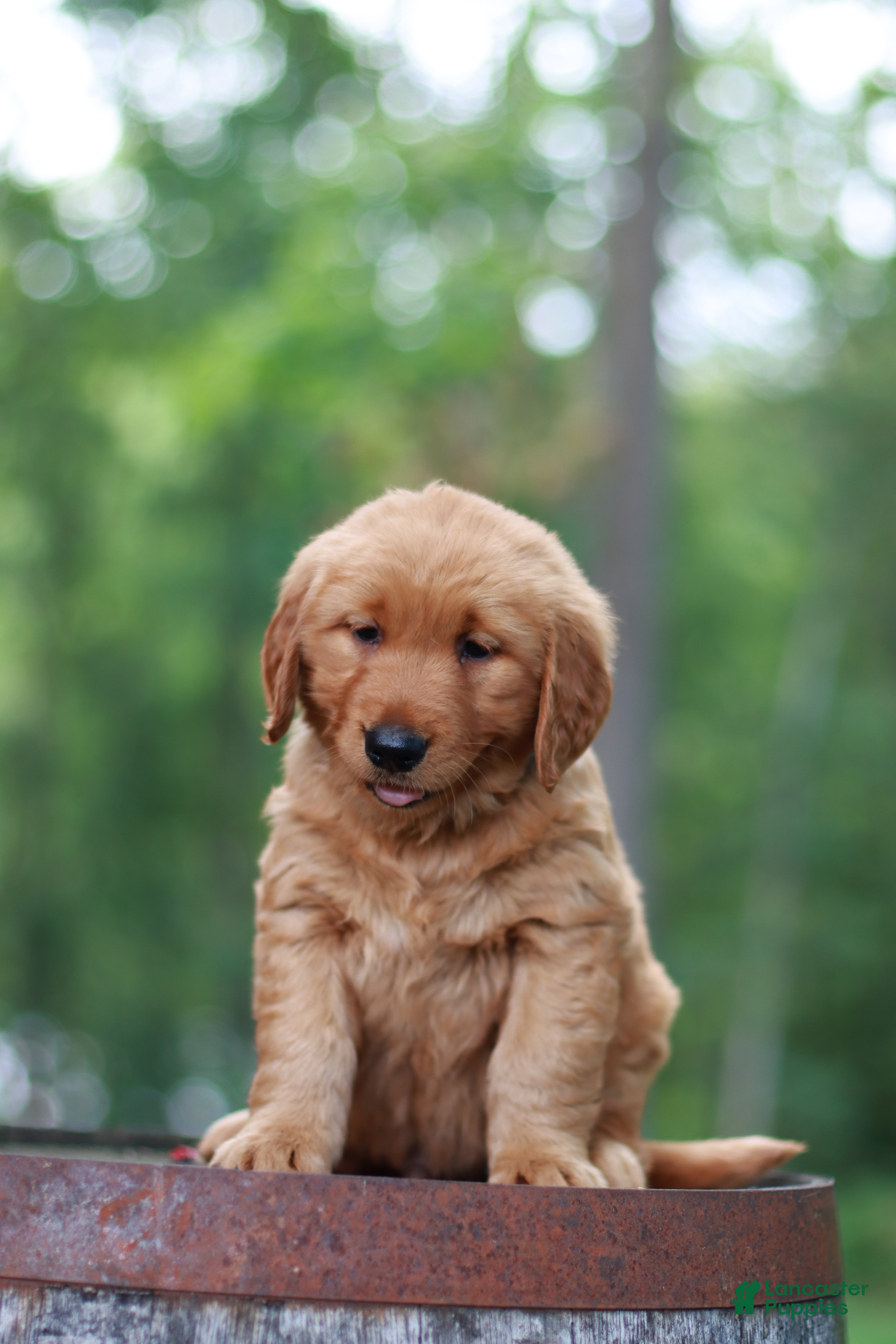 Golden Retriever dogs for sale: Beau - Ad 2