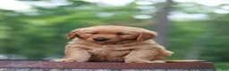 Golden Retriever dogs for sale: Beau - Ad 1