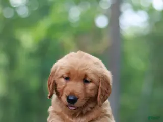 Golden Retriever dogs for sale: Beau - Ad 2