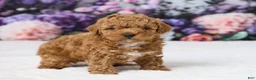 Miniature Poodle dogs for sale: Tommy - Ad 4