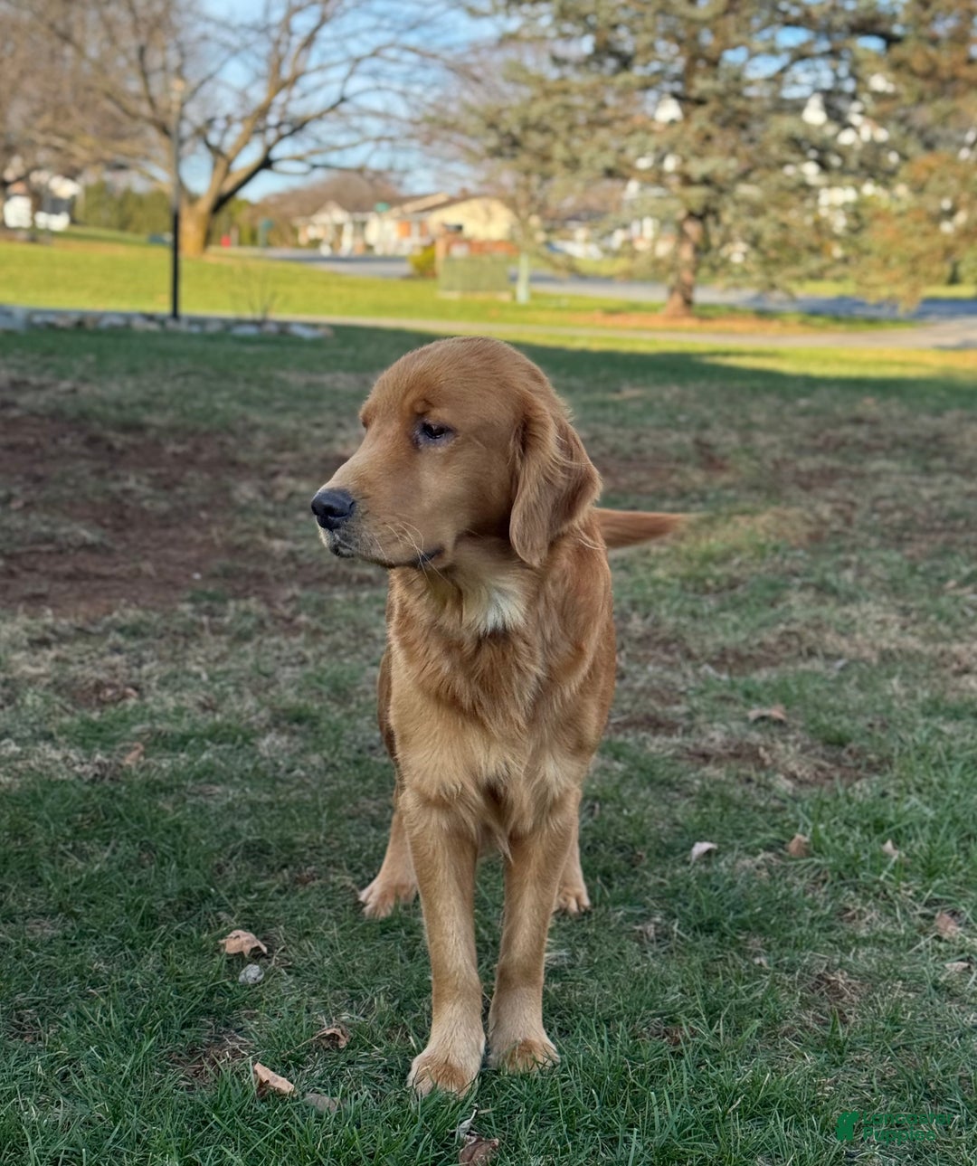 Mixed Breed dogs for sale: Simba - Ad 2