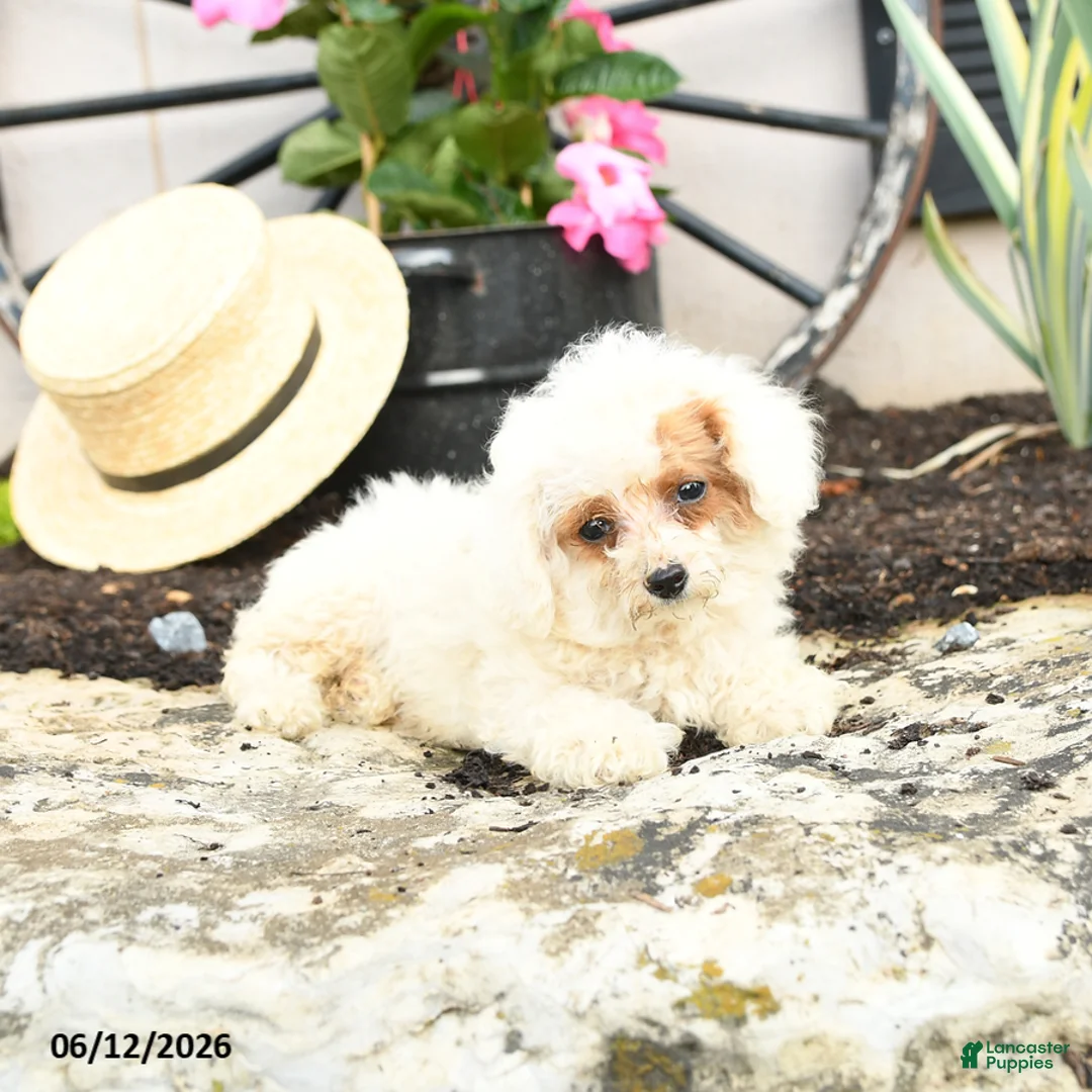 Toy Poodle dogs for sale: Meringue - Ad 2