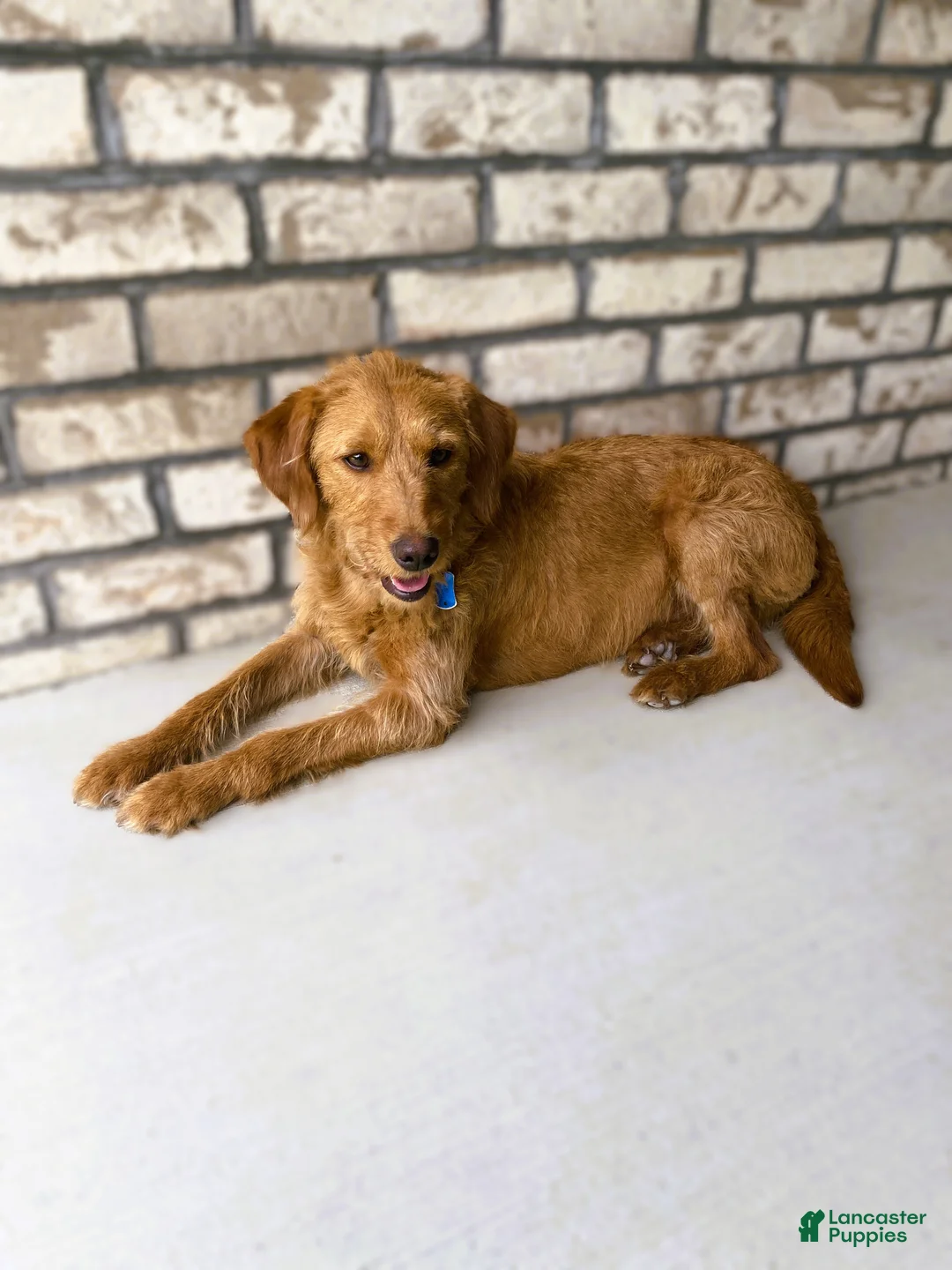 Mixed Breed dogs for sale: Kit - Ad 5