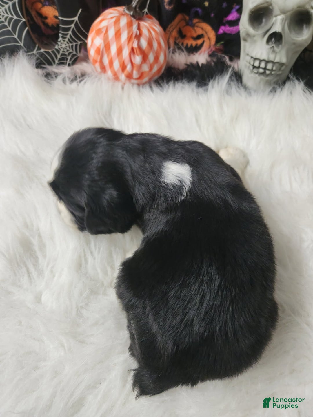 English Springer Spaniel dogs for sale: Owl - Ad 2