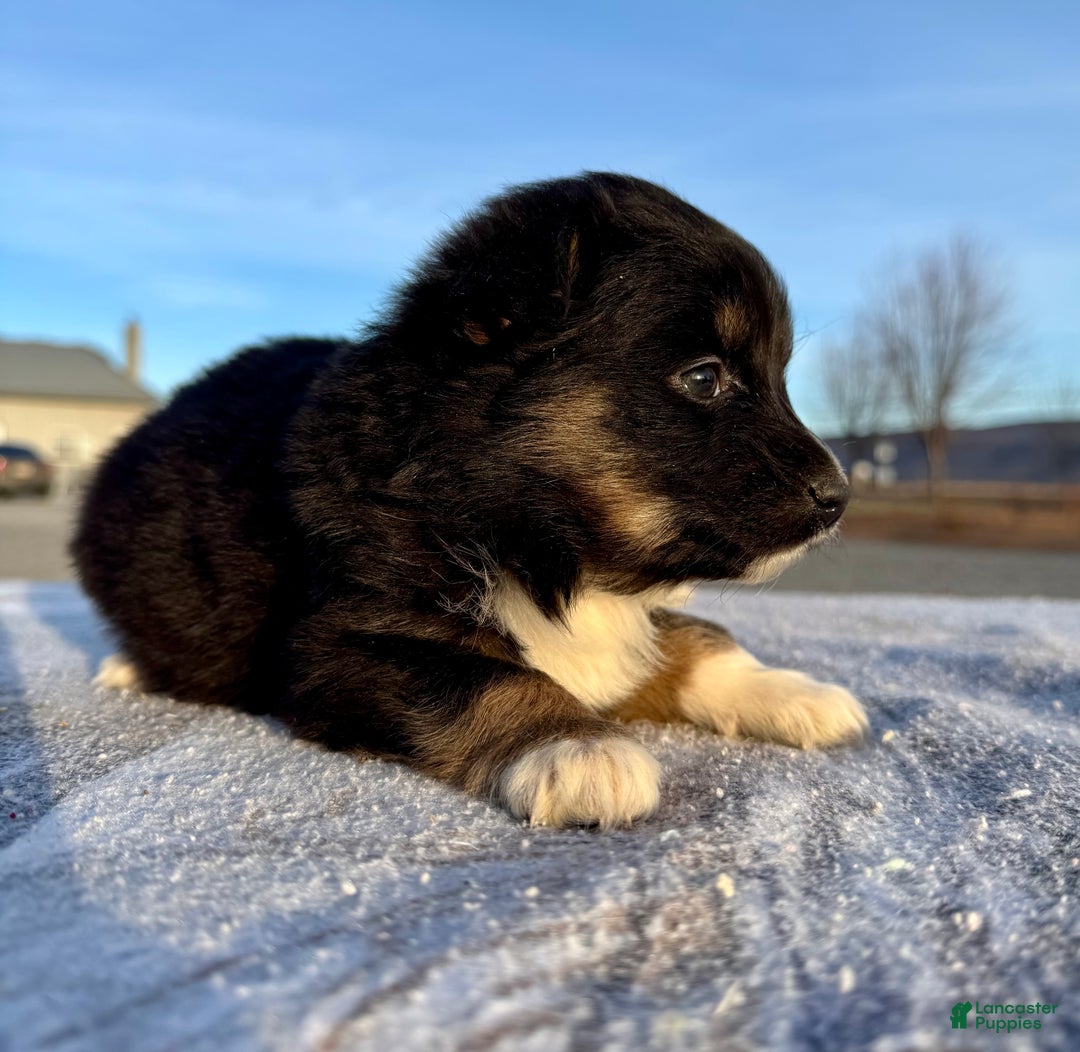 Miniature Australian Shepherd dogs for sale: Nova - Ad 1