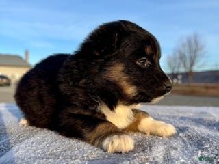 Miniature Australian Shepherd dogs Nova - Ad 32