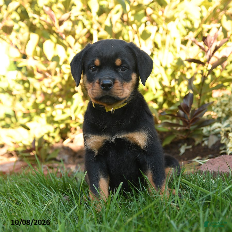Rottweiler dogs Pogo - Ad 1