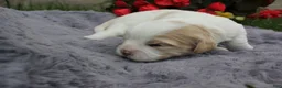 Cavachon dogs for sale: Apollo - Ad 3