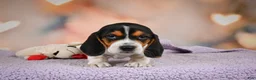 Beagle dogs for sale: OTTO - Ad 4