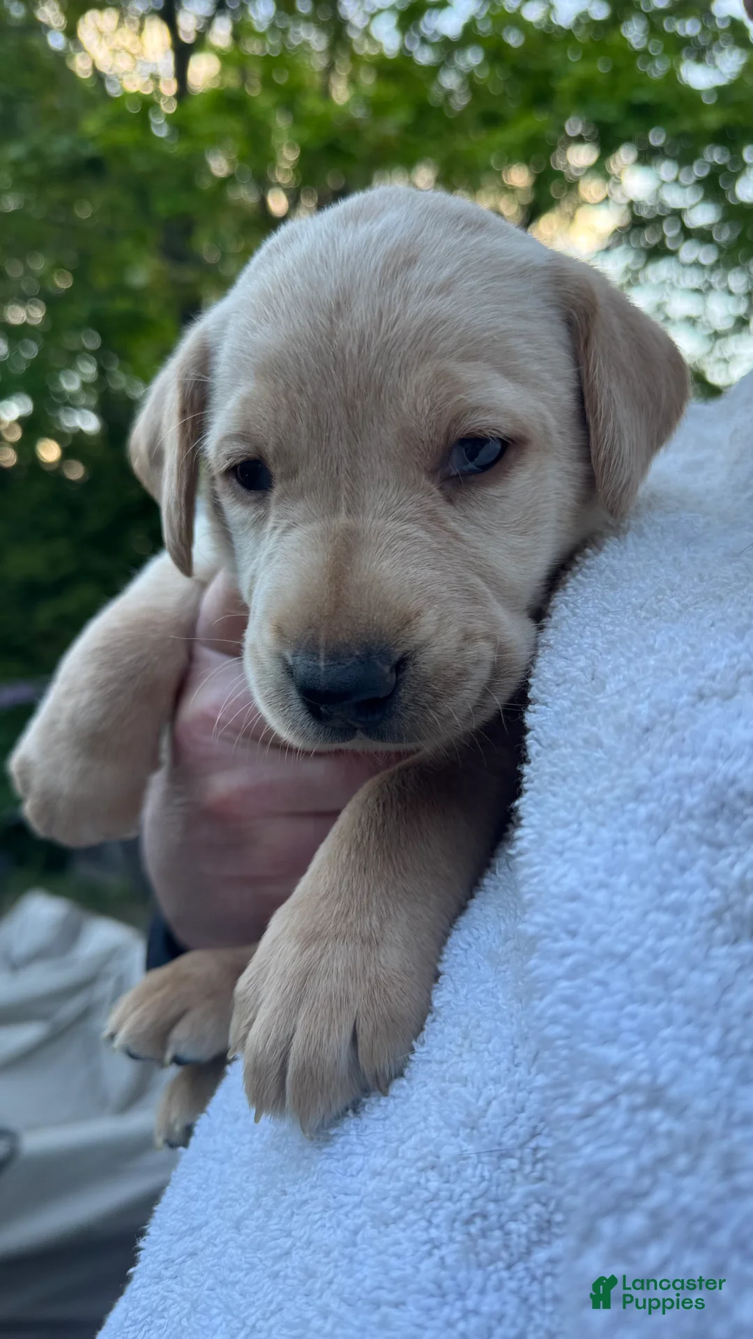 Labrador Retriever dogs for sale: Labrador Retriever Puppy 4 - Yellow - MALE - Ad 2