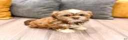 Shih Tzu dogs for sale: Skye - Ad 1