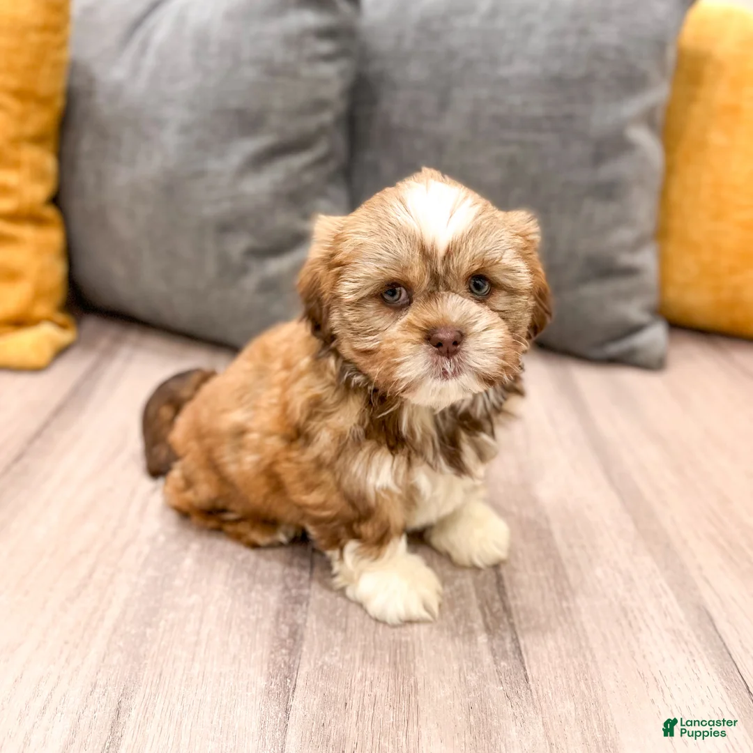 Shih Tzu dogs for sale: Skye - Ad 1