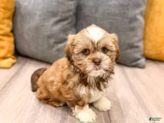 Shih Tzu dogs for sale: Skye - Ad 3