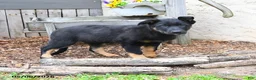 Mixed Breed dogs for sale: Callie  - Ad 2