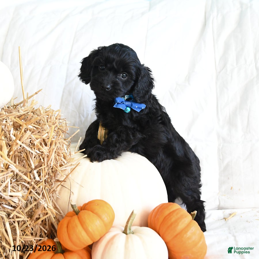 Cavapoo dogs for sale: Buddy - Ad 2