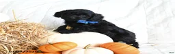Cavapoo dogs for sale: Buddy - Ad 2