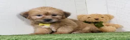 Shorkie dogs for sale: Tyler - Ad 4