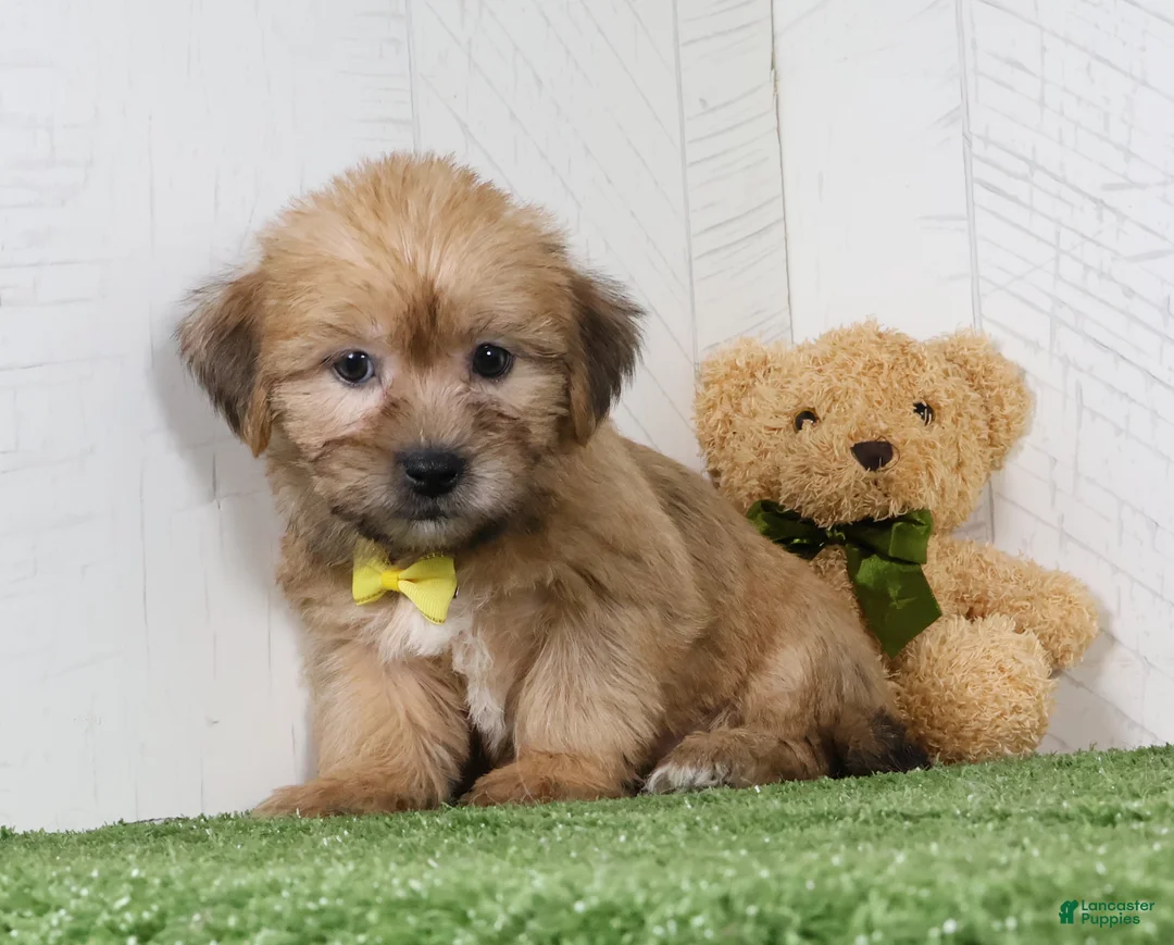 Shorkie dogs for sale: Tyler - Ad 4