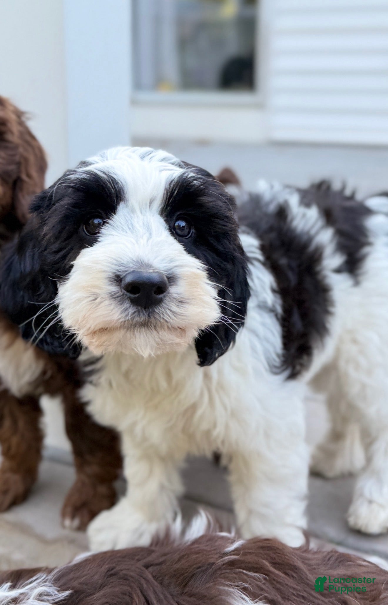 Mixed Breed dogs for sale: Freya Female - Ad 3