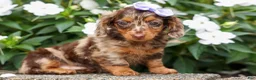 Miniature Dachshund dogs for sale: Isabelle🩷  - Ad 7
