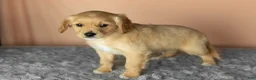 Mixed Breed dogs for sale: Benji  - Ad 1