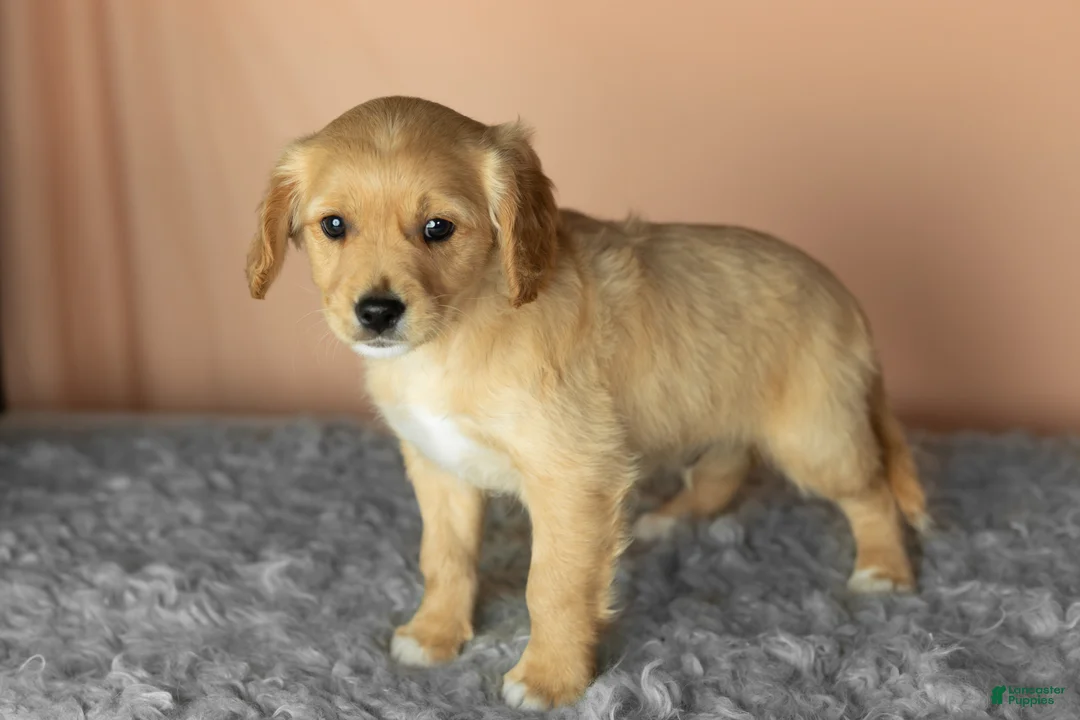 Mixed Breed dogs for sale: Benji  - Ad 1