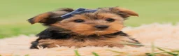 Yorkshire Terrier dogs for sale: Fizzie  - Ad 3