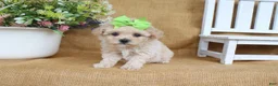 Bichpoo dogs for sale: Jasmine - Ad 2