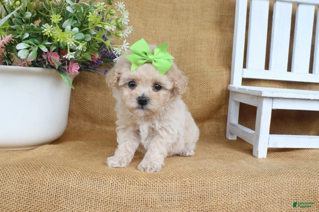 Bichpoo dogs for sale: Jasmine - Ad 2