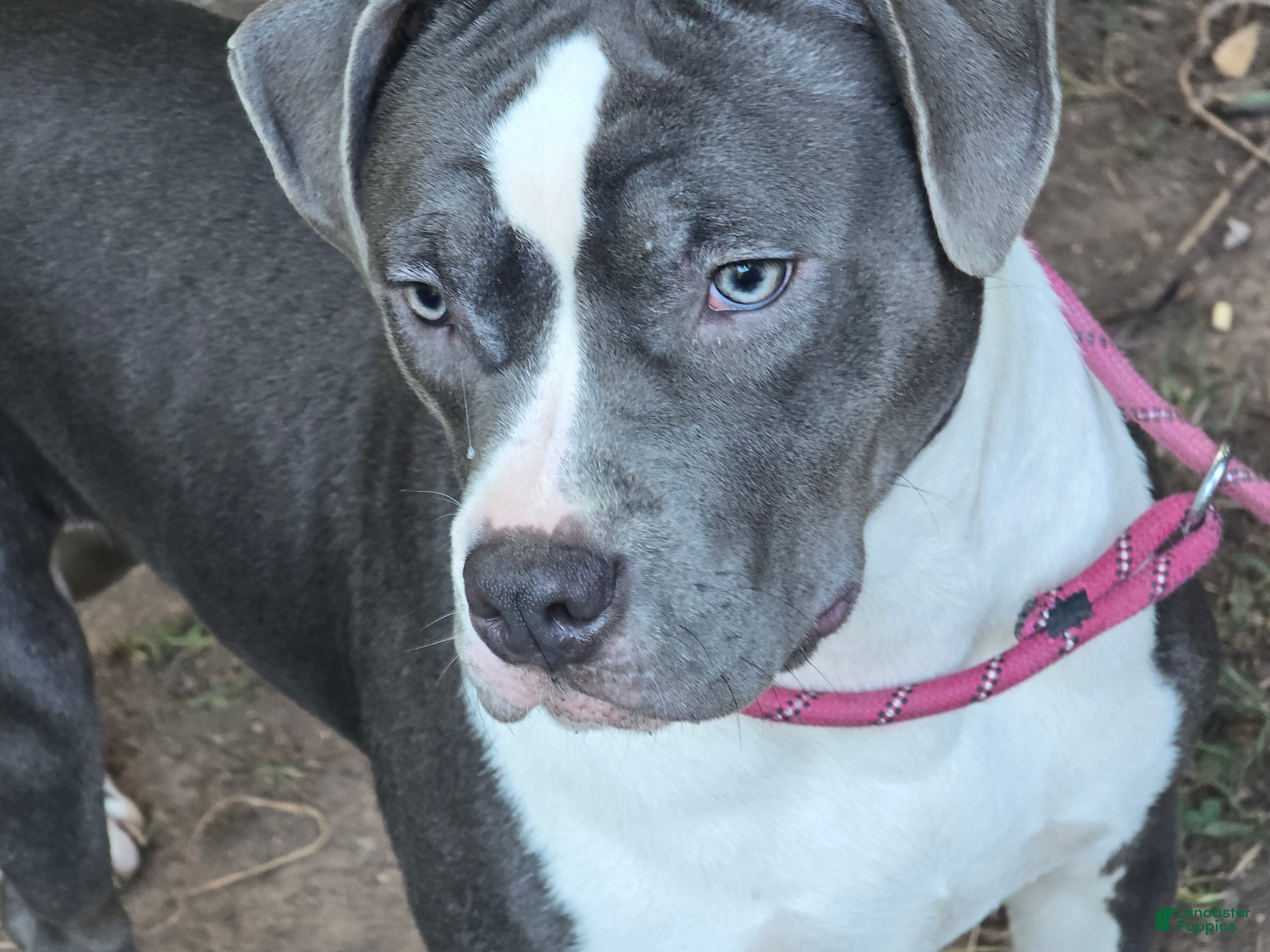 American Bully (American Bully, Female) in Durham, NC