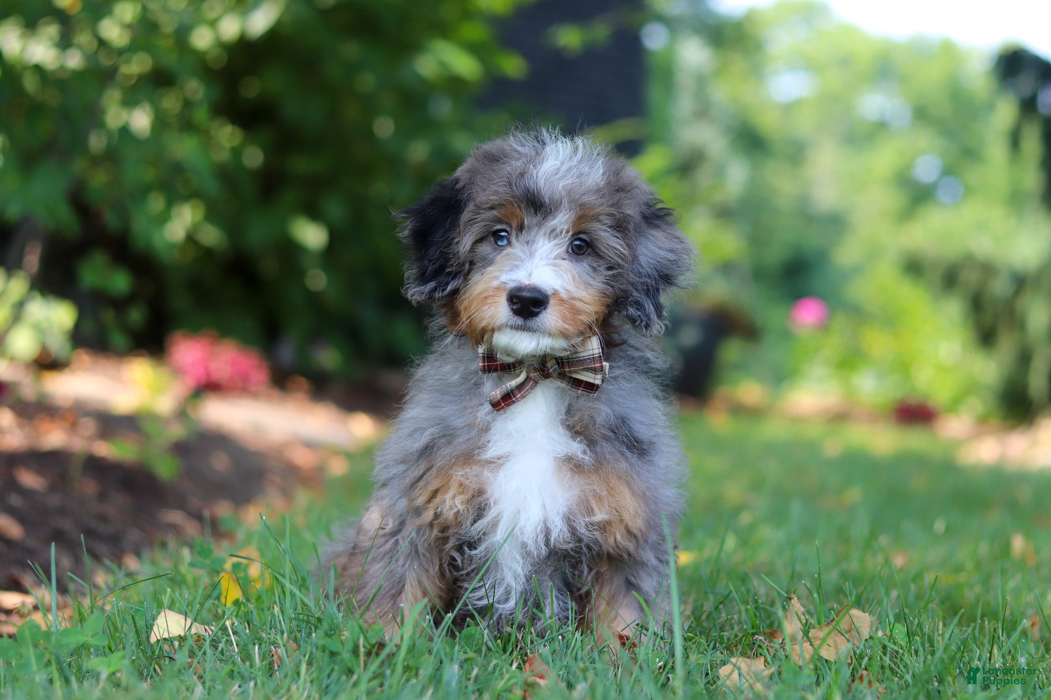 Mini Bernedoodle dogs Teddy - Ad 1