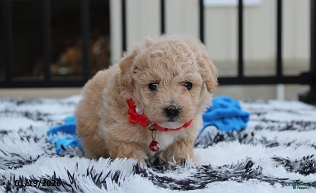 Bichpoo dogs for sale: Ranger - Ad 5