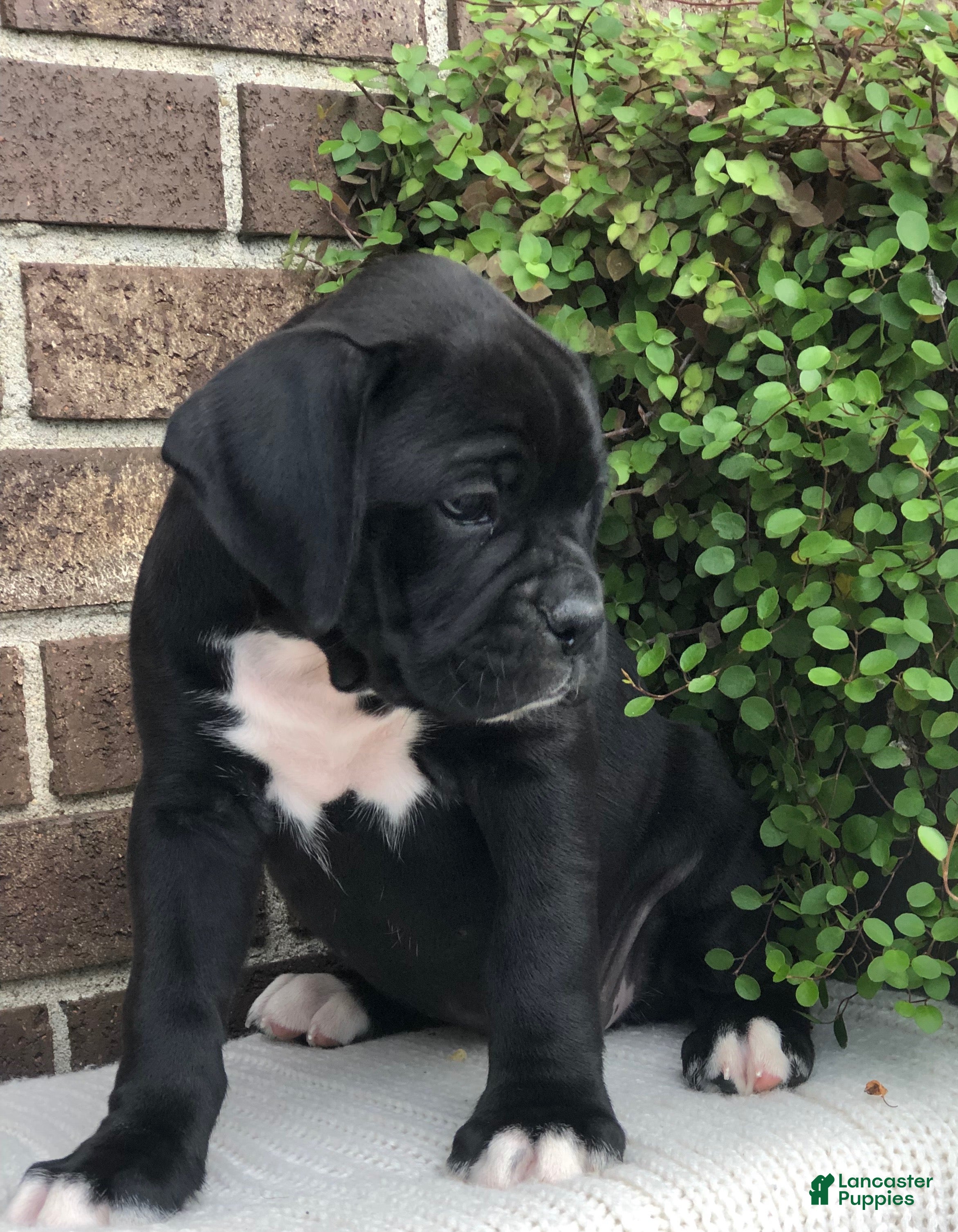 Boxer dogs Midnight - Ad 2