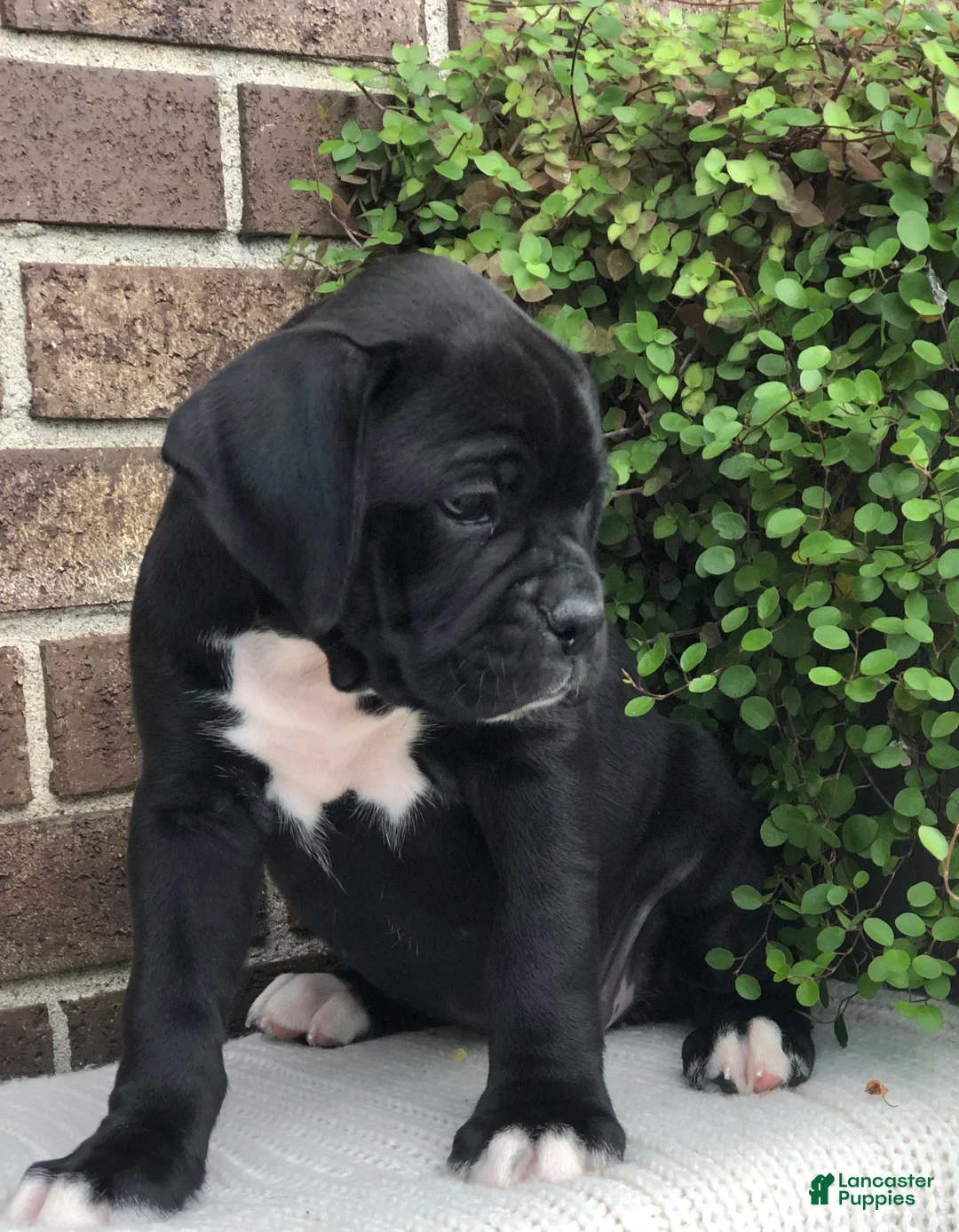 Boxer dogs for sale: Midnight - Ad 2