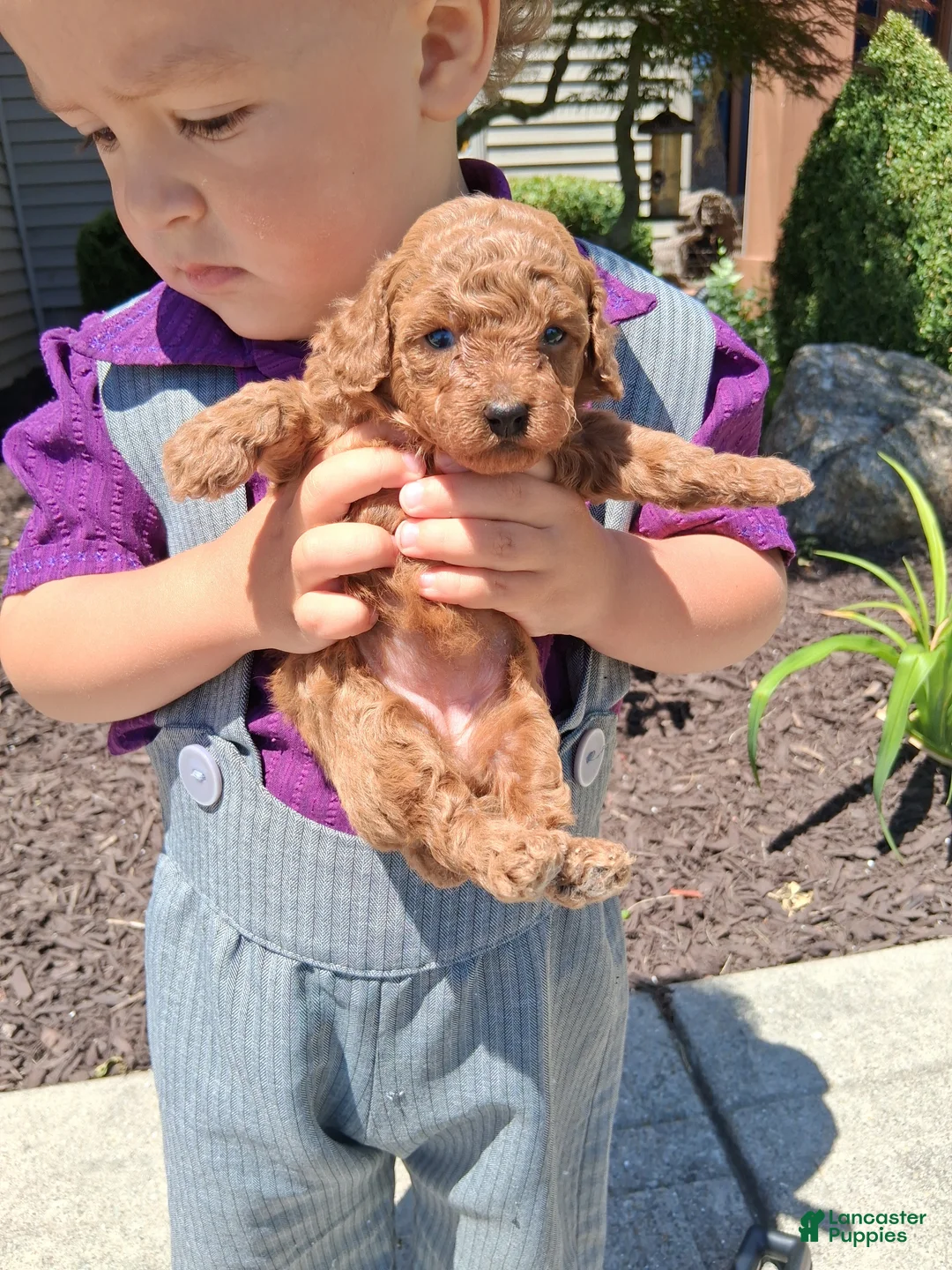 Toy Poodle dogs for sale: Tiny Toy Rose - Ad 2