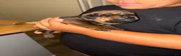 Mixed Breed dogs for sale: Mixed Breed 6 - Ad 1