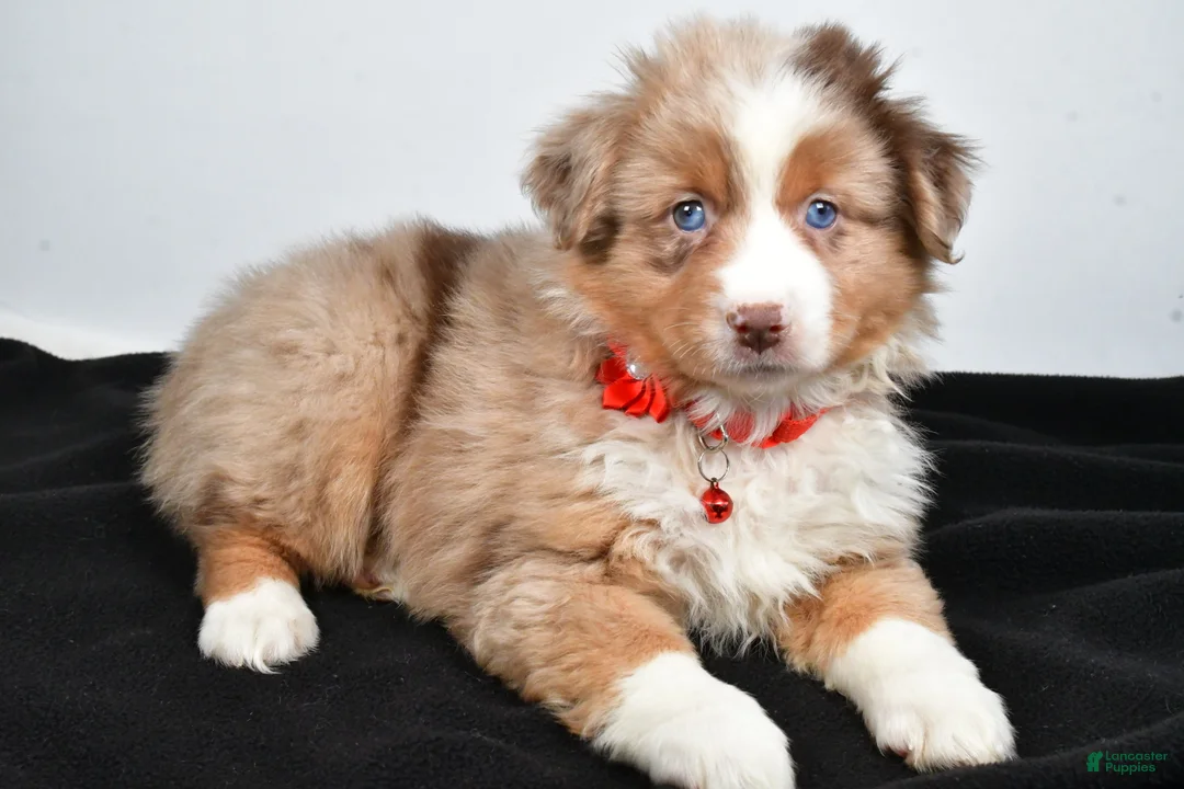 Miniature Australian Shepherd dogs for sale: Ruby - Ad 5