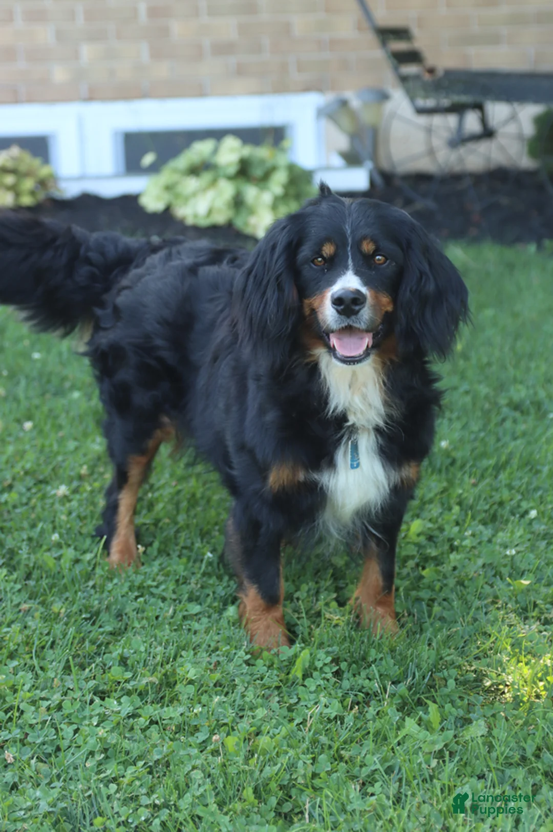 Miniature Bernese Mountain Dog dogs for sale: Dicky - Ad 6